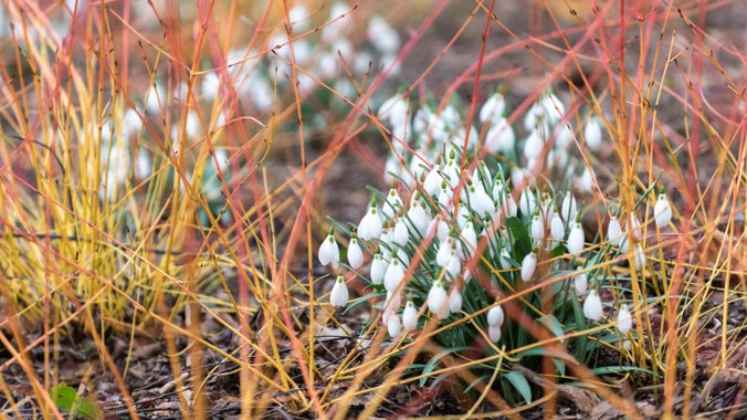 The red and orange stems of a dogwood shrub with the white flowers of snowdrops peeking through in the Winter Garden at Bodnant, North Wales